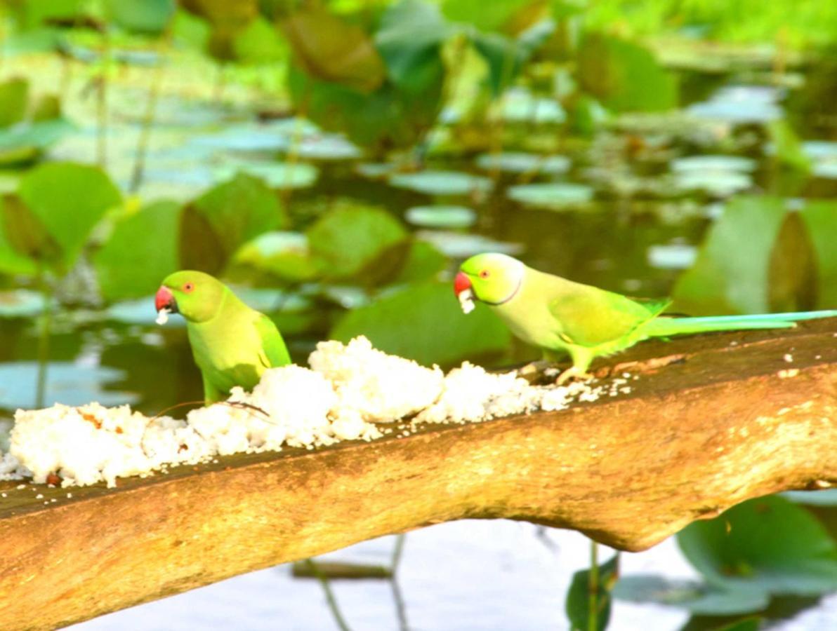 Meegahapokuna Resort Anuradhapura Exterior foto
